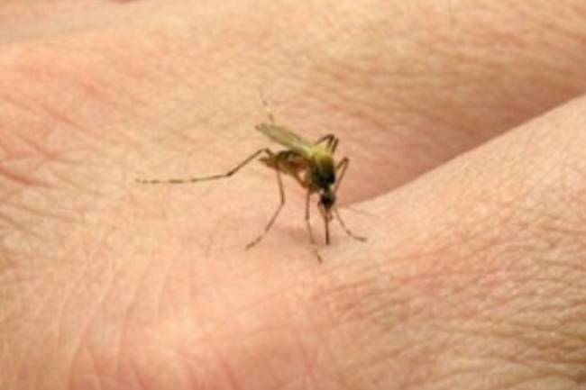 Preocupa en las Sierras chicas el avance del dengue