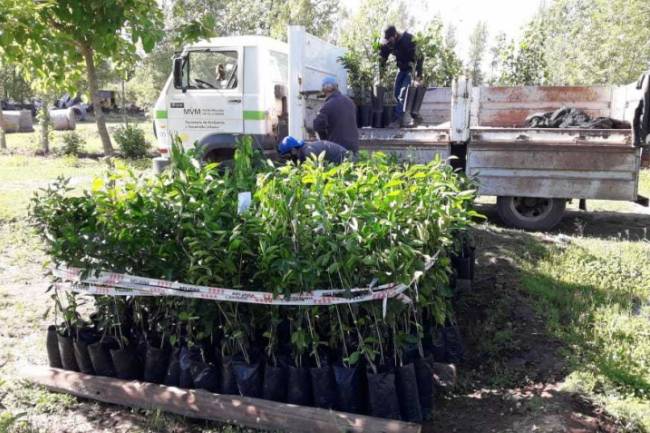 Los ciudadanos villamarienses podrán adoptar en árbol frutal para tener en sus jardines