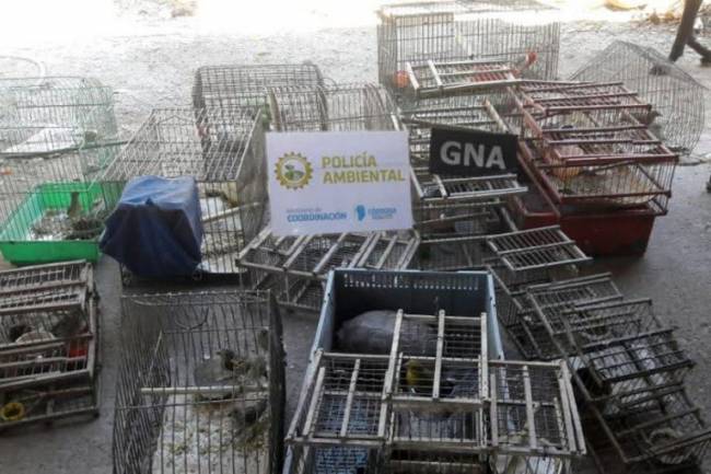 Más de 200  animales silvestres fueron rescatados en Marcos Juárez