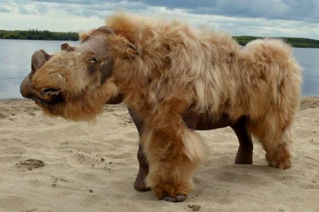 Encuentran una  extraña especie de rinoceronte congelado en Siberia