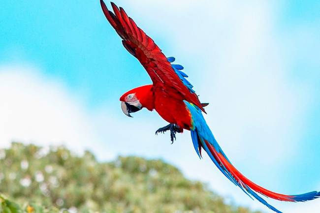 Luego de 170 años, vuelan guacamayos rojos en Corrientes