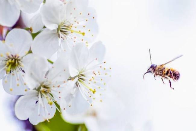 Reemplazan a abejas que no pueden polinizar por robot agrícola