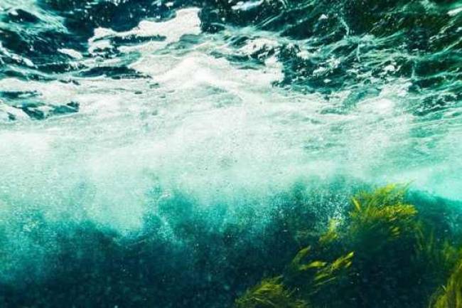 Extraen energía subacuática creando generadores inspirados en algas marinas