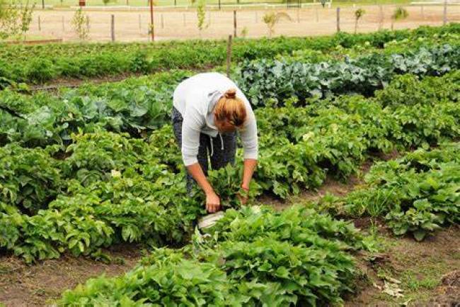 Una huerta orgánica en San Marcos Sierra, como microemprendimiento de alto valor