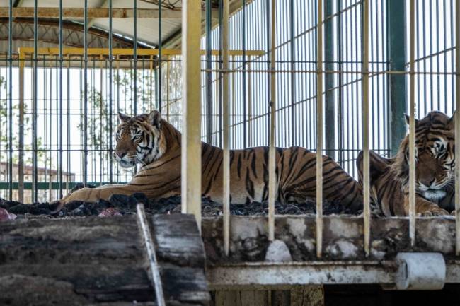 En San Luis, rescataron a cuatro tigres de bengala que fueron abandonados en el 2007