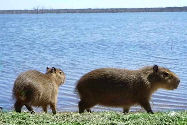 Liberararon a dos carpinchos en la represa El Chañar