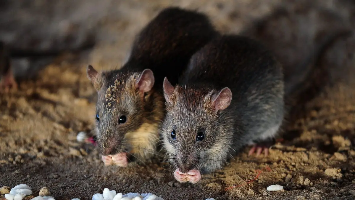 Genetistas intentan recuperar la extinta rata de la Isla de Navidad