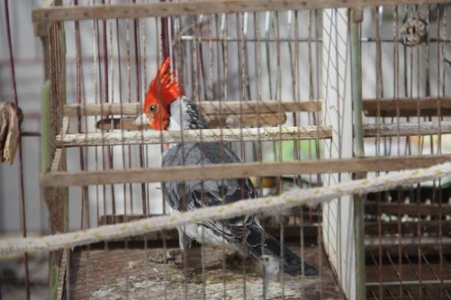 Liberaron a más de 40 aves en la reserva “Boca Toma”