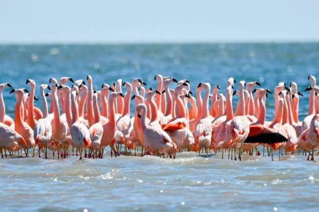 Momento histórico para Mar Chiquita: La reserva Ansenuza fue declarada Parque Nacional