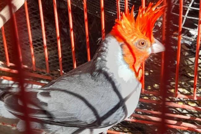 Rescataron más de 100 aves en El Brete