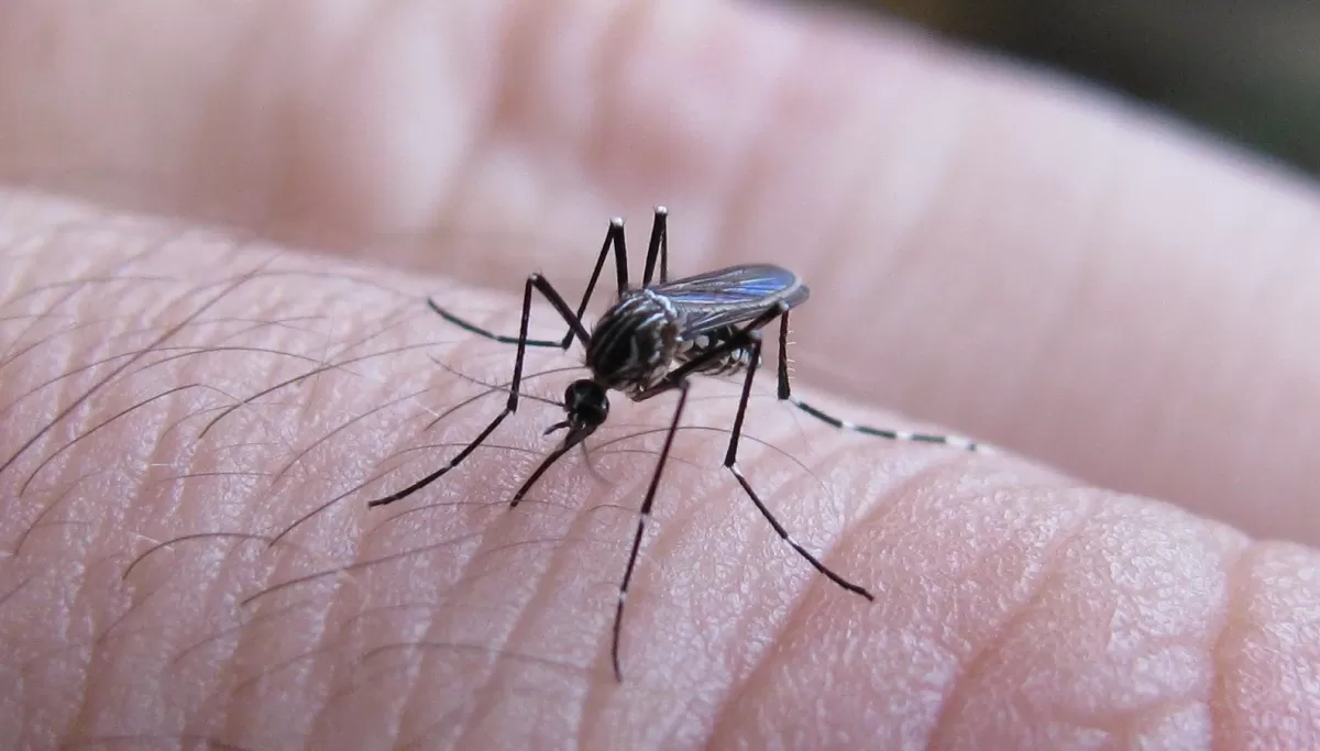 Casos de DENGUE en Córdoba y Buenos Aires