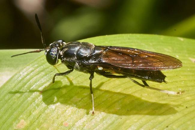 Las moscas muertas podrían usarse para fabricar plástico biodegradable, dicen los científicos