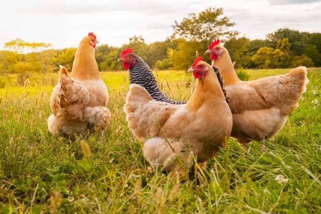 Científicos japoneses realizan un curioso estudio que revelaría el estado emocional de las gallinas  
