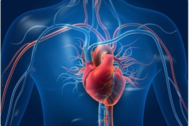 Invasor inesperado: los científicos descubren microplásticos en los tejidos del corazón humano