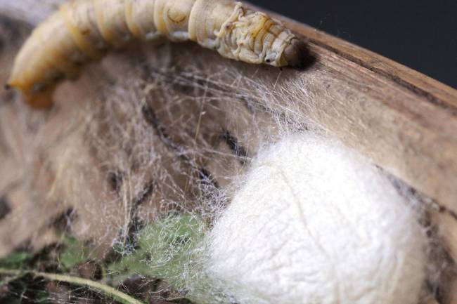 Agregar ADN de araña a los gusanos de seda crea una seda más fuerte que el Kevlar