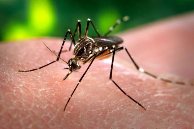 Dengue: ya se registraron 260 casos en la provincia