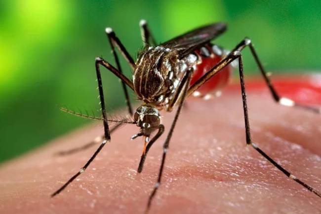 Se detectó el mosquito Aedes Aegypti en Salsipuedes