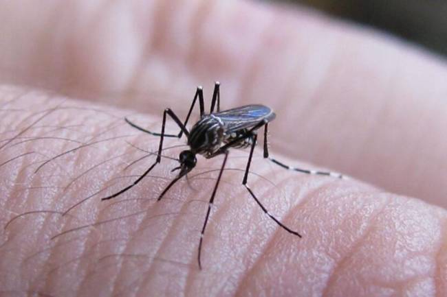 Detectaron un caso de dengue no autóctono