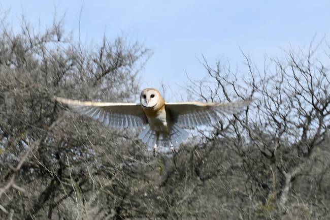 Aves silvestres regresaron a la naturaleza en La Calera