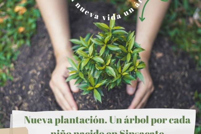 Sinsacate: “Una nueva vida un árbol“