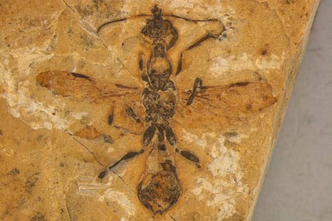 En Brasil, hallan la  hormiga fosilizada más antigua jamás descubierta