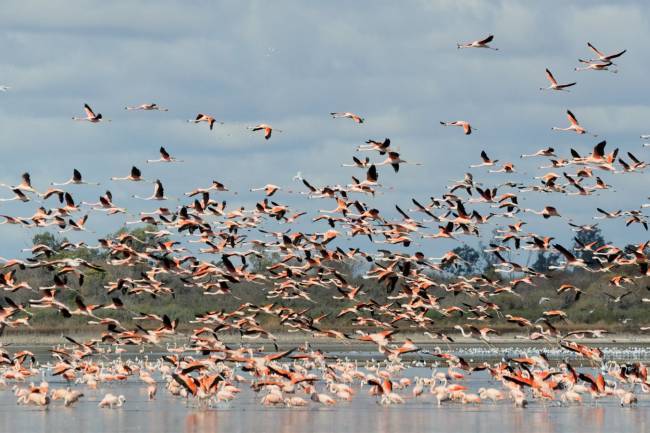 Morteros se suma al Día Mundial de las Aves Migratorias con una jornada de concientización abierta
