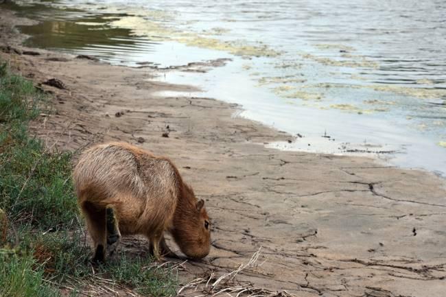 Vida silvestre recupera su hogar: Liberan carpincho y 48 aves en el departamento San Justo