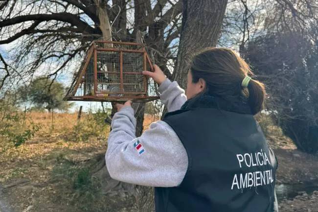 Golpe al tráfico de fauna: rescatan 27 aves silvestres en operativos en Traslasierra