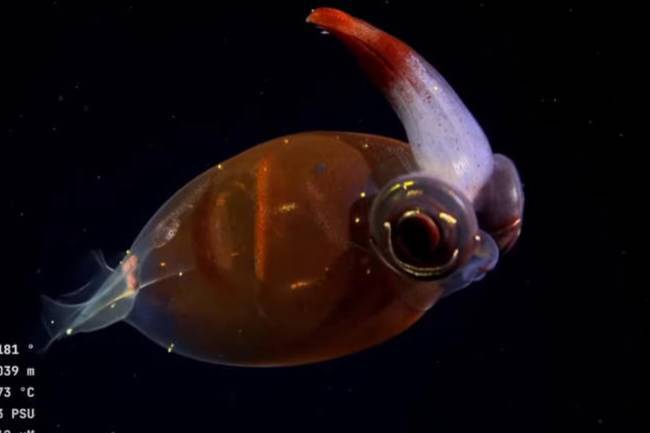 Gran aporte a la ciencia de una investigación submarina en Mar del Plata