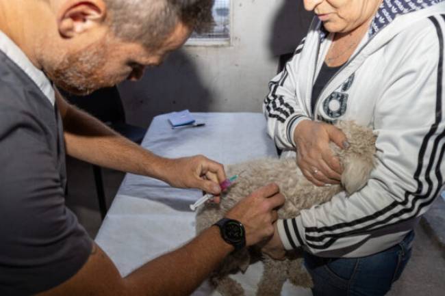 Gratis y obligatoria: Comienza la campaña de vacunación antirrábica en Córdoba capital