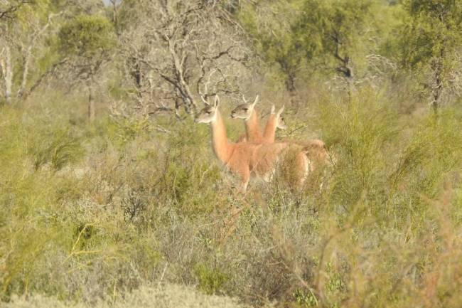Córdoba da un paso histórico en conservación de fauna