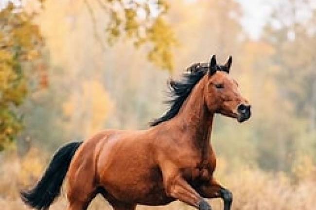 En el día del caballo, Bustos, se valió del noble animal