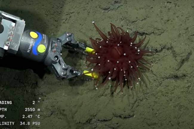 El CONICET participa de otra investigación de gran calibre