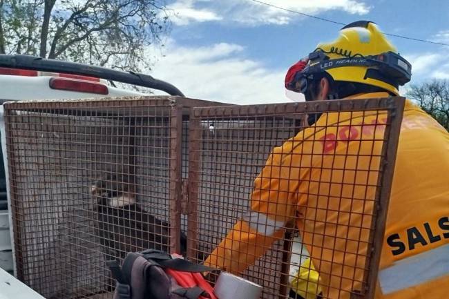 Rescatan un cóndor andino herido en Salsacate