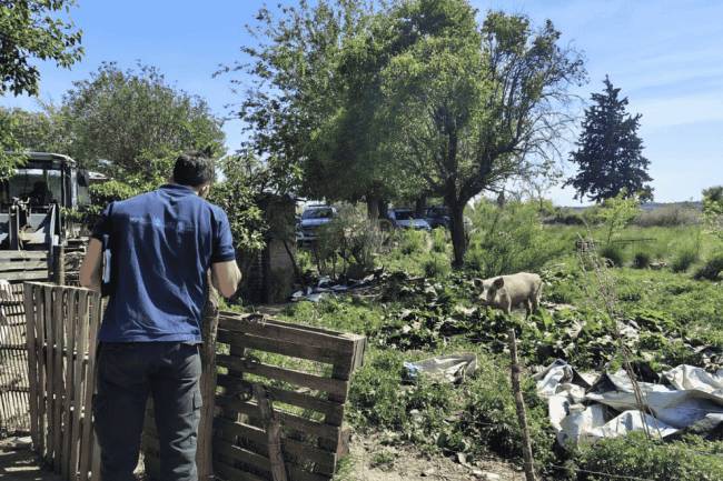 Controles por casos de triquinosis en el departamento Río Cuarto