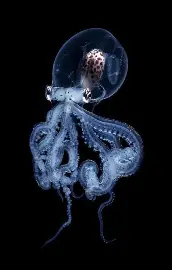 El fondo del mar e investigadores de nuestro país