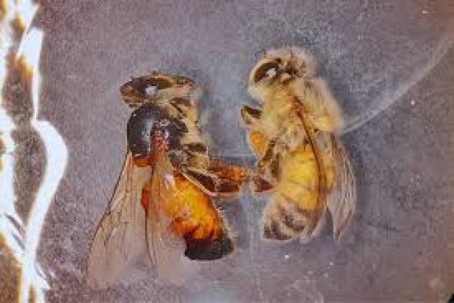 Científicos del INTA logran reducir la mortalidad de las avejas con biotecnología de ARN