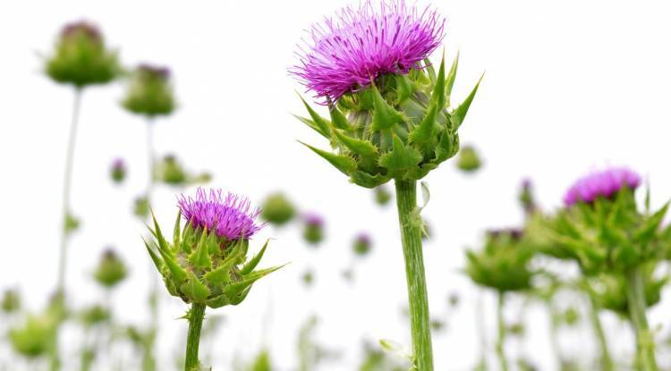 Los peligros del cardo mariano