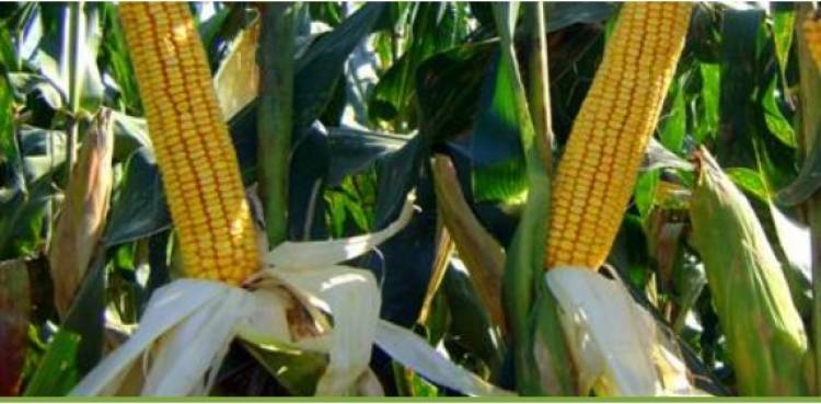 Colonia Caroya cosechó su primer lote de maíz híbrido no transgénico