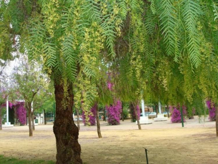 Las maravillosas virtudes medicinales del Aguaribay 