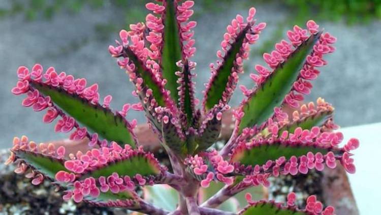 La Magia del Kalanchoe: la planta de la Bruja 