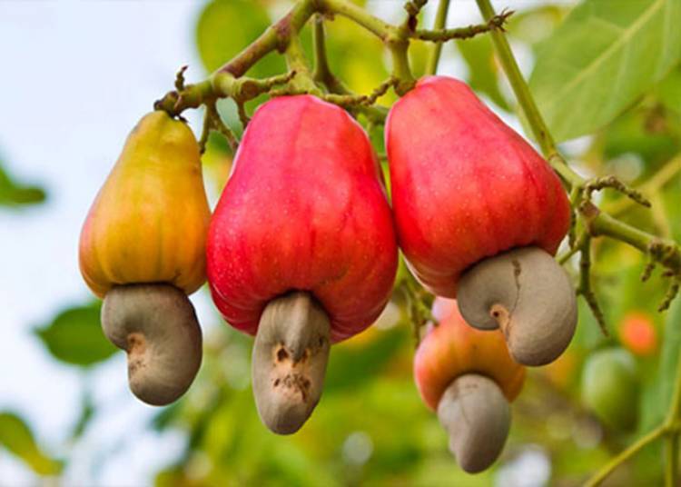 El anacardo, el fruto seco que reduce el colesterol