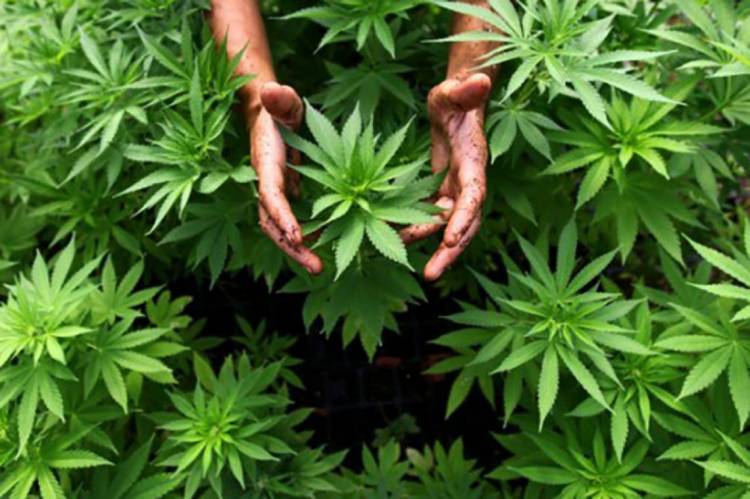 Gobierno permite el auto cultivo de cannabis para uso medicinal