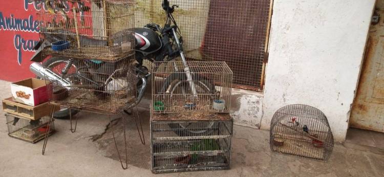 Se secuestraron casi 50 aves en una forrajería