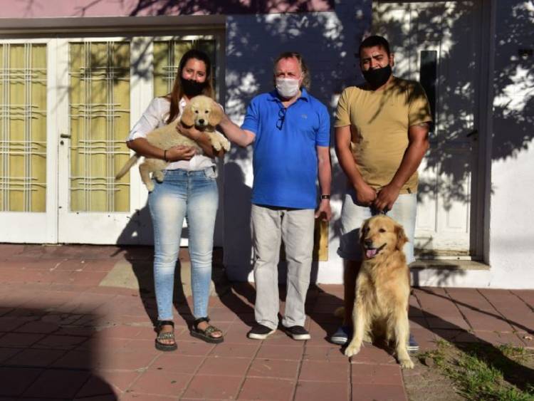 Golden Retriver en la Asistencia Judicial de San Francisco