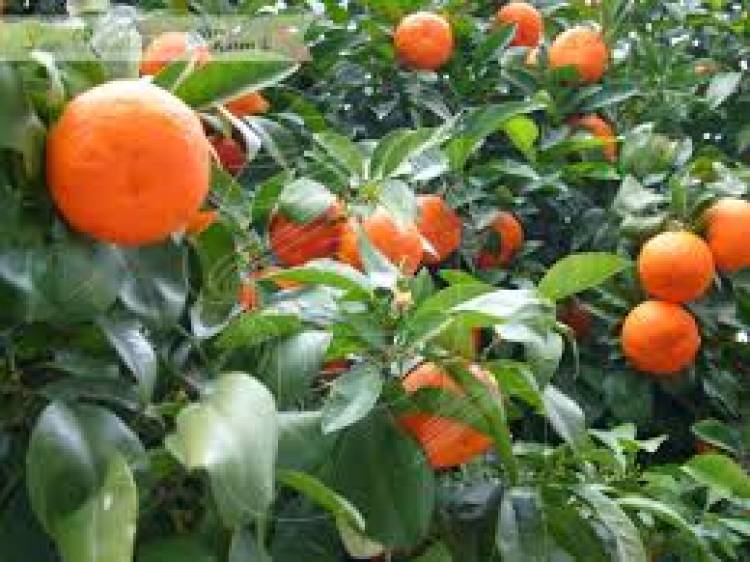 La naranja amarga: ¿Solución energética? La experiencia en otros países que se puede replicar en Córdoba