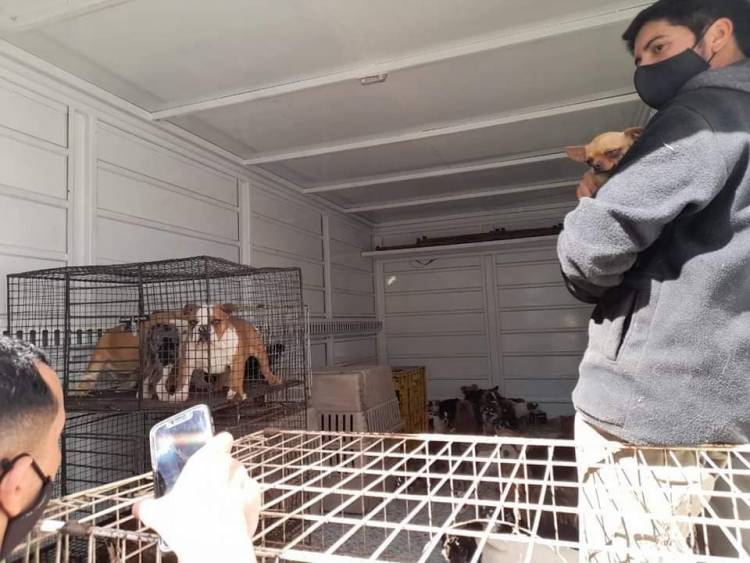 Salsipuedes: rescataron 83 perros de raza maltratados en un criadero