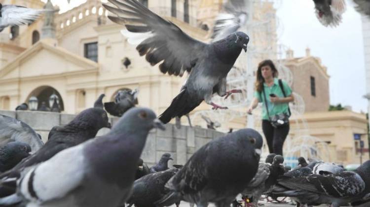 Crean anticonceptivo para evitar la proliferación de palomas