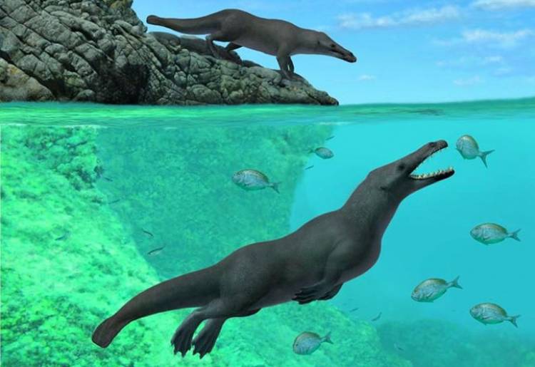 Encontraron  en Egipto los restos  una ballena de más de 40 millones de años