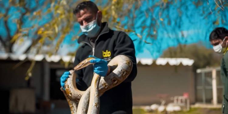 Parque de la Biodiversidad: Dos pitones asiáticas y una cría de yacaré  en proceso de recuperación